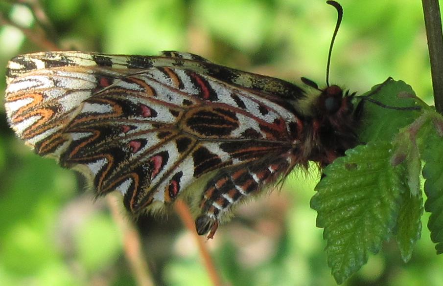 Zerynthia polyxena